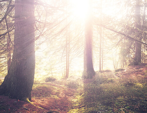 Parque Natural de Bertiz